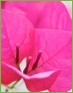 bouganvillea