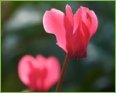 cyclamen
